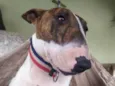 Cachorro raça Bull Terrier idade 3 anos nome Maya