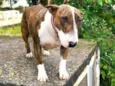 Cachorro raça Bull Terrier idade 3 anos nome Maya