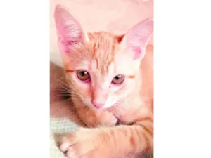 Gato raça SRD idade 2 a 6 meses nome Simba e Nala