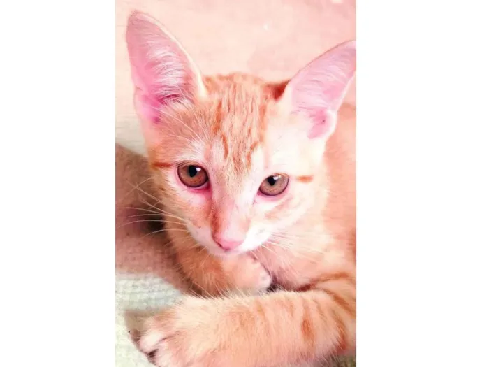 Gato ra a SRD idade 2 a 6 meses nome Simba e Nala