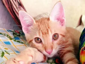 Gato raça SRD idade 2 a 6 meses nome Branquinho e Kiara