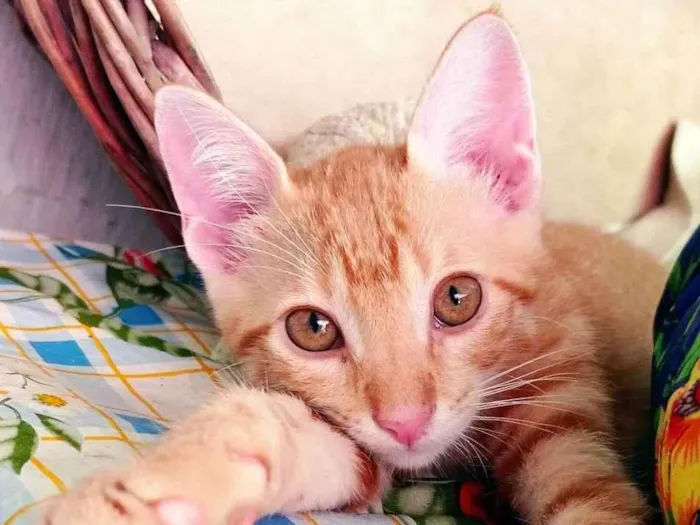 Gato ra a SRD idade 2 a 6 meses nome Branquinho e Kiara