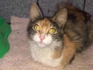 Gato raça Srd idade 7 a 11 meses nome Meg