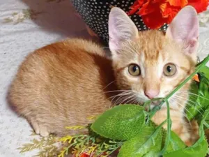 Gato raça SRD idade 2 a 6 meses nome Kiro