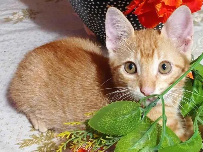 Gato ra a SRD idade 2 a 6 meses nome Kiro