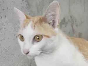 Gato raça Gato branco e laranja idade 1 ano nome Theo