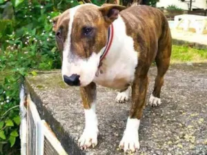 Cachorro raça Bull Terrier idade 3 anos nome Maya