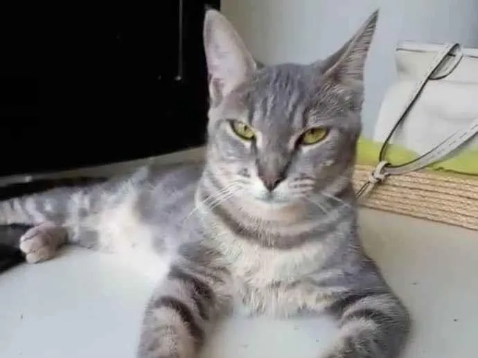 Gato ra a Srd idade 1 ano nome ADELY