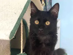 Gato raça Srd idade 2 a 6 meses nome Baguera