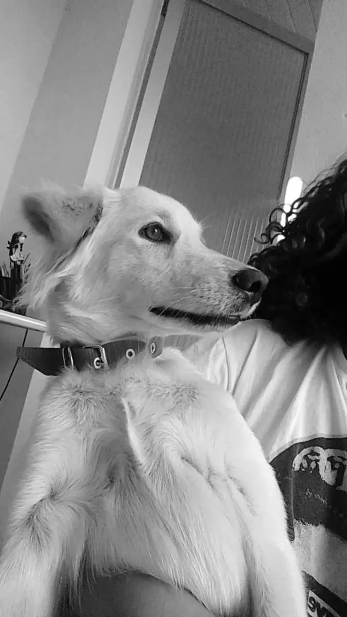 Cachorro raça SRD idade 1 ano nome Cacau