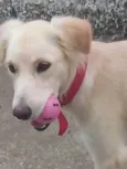 Cacau