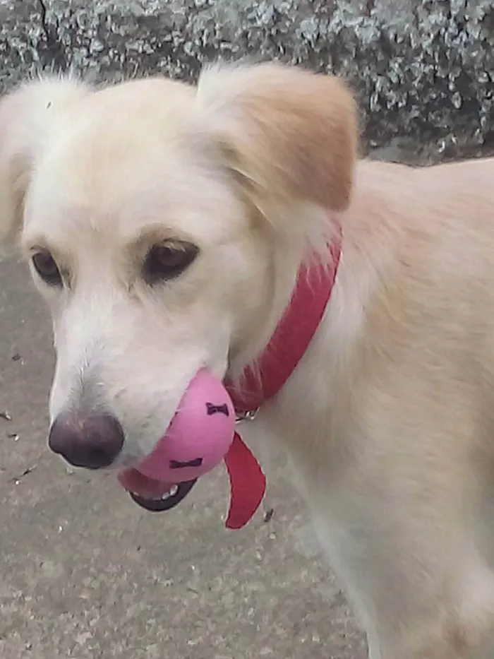 Cachorro raça SRD idade 1 ano nome Cacau