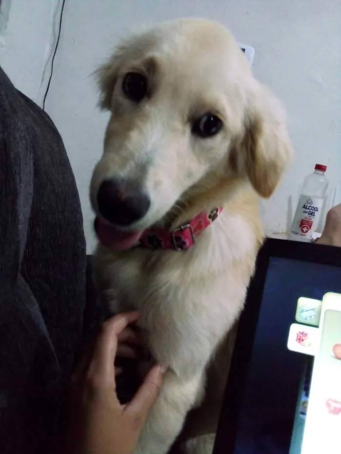 Cachorro raça SRD idade 1 ano nome Cacau