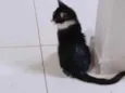 Não tem