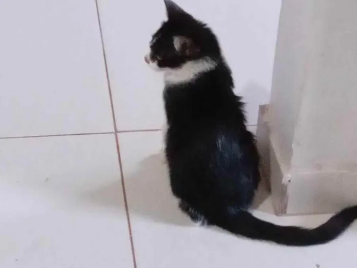 Gato raça  idade 2 a 6 meses nome Não tem