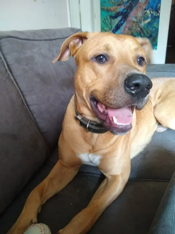 Cachorro ra a Pitbull boxer idade 1 ano nome Chicão