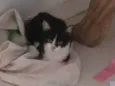 Não tem