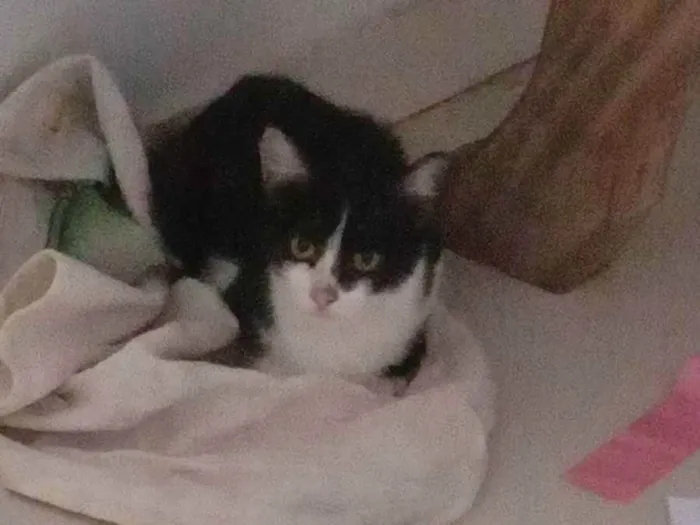 Gato raça  idade 2 a 6 meses nome Não tem