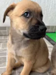 Cachorro raça SRD idade Abaixo de 2 meses nome Sem Nome 