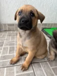 Cachorro raça SRD idade Abaixo de 2 meses nome Sem Nome 