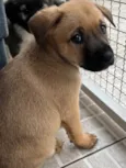 Cachorro raça SRD idade Abaixo de 2 meses nome Sem Nome 