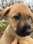 Cachorro raça SRD idade Abaixo de 2 meses nome Sem Nome 