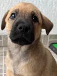 Cachorro raça SRD idade Abaixo de 2 meses nome Sem Nome 