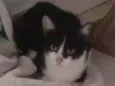 Não tem