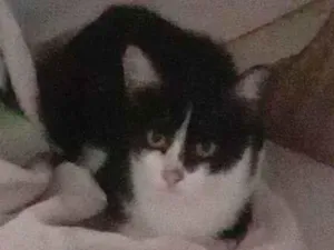 Gato raça  idade 2 a 6 meses nome Não tem
