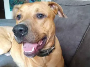 Cachorro raça Pitbull boxer idade 1 ano nome Chicão