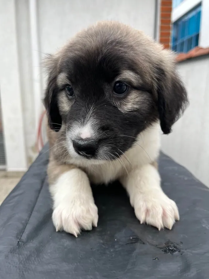 Cachorro raça SRD idade Abaixo de 2 meses nome Sem Nome