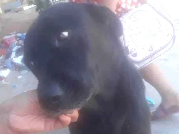 Cachorro ra a Labradora idade 4 anos nome Pandora