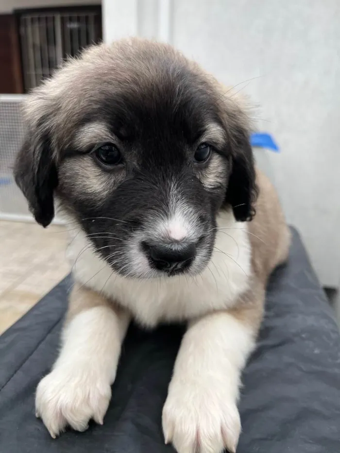 Cachorro raça SRD idade Abaixo de 2 meses nome Sem Nome