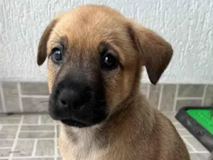 Cachorro raça SRD idade Abaixo de 2 meses nome Sem Nome 