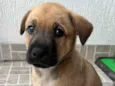 Cachorro raça SRD idade Abaixo de 2 meses nome Sem Nome 