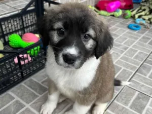 Cachorro raça SRD idade Abaixo de 2 meses nome Sem Nome