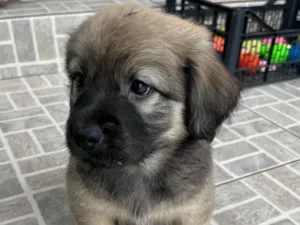 Cachorro raça SRD  idade Abaixo de 2 meses nome Sem Nome