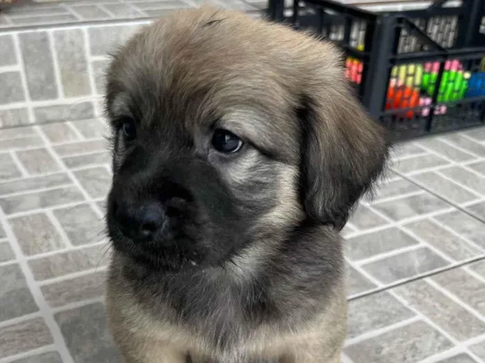 Cachorro raça SRD  idade Abaixo de 2 meses nome Sem Nome