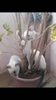 Gatinhas de raça 