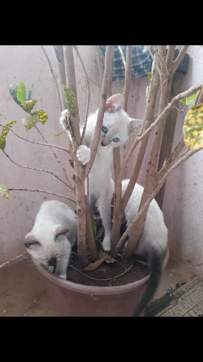 Gato ra a Raça  idade 2 a 6 meses nome Gatinhas de raça 