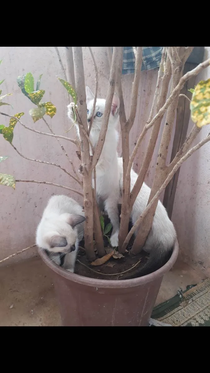 Gato ra a Raça  idade 2 a 6 meses nome Gatinhas de raça 