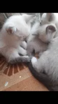 Gatinhas de raça 