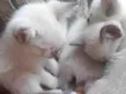 Gatinhas de raça 