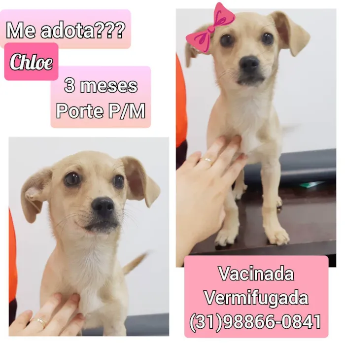 Cachorro raça SRD idade 2 a 6 meses nome Chloe