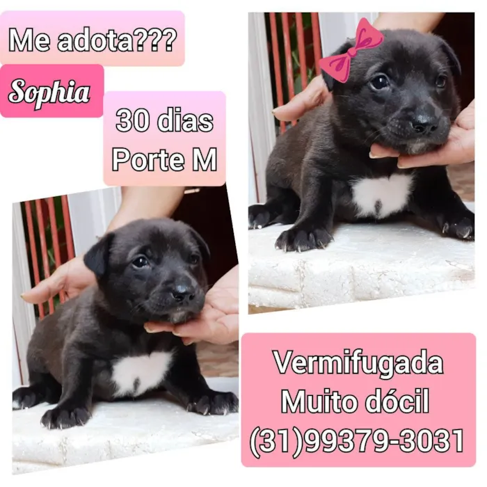 Cachorro raça SRD idade Abaixo de 2 meses nome Sophia