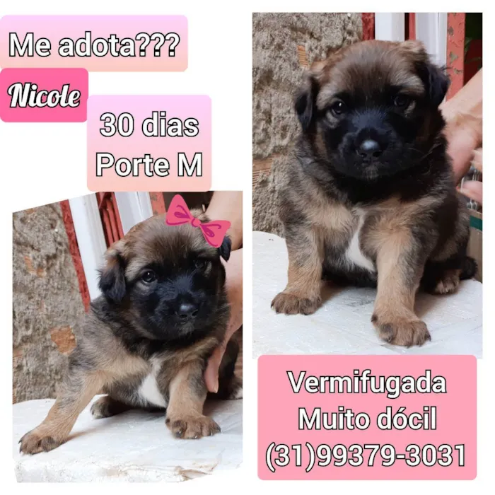 Cachorro raça SRD idade Abaixo de 2 meses nome Nicole