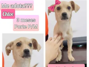 Cachorro raça SRD idade 2 a 6 meses nome Chloe