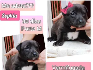 Cachorro raça SRD idade Abaixo de 2 meses nome Sophia