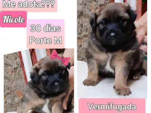 Cachorro raça SRD idade Abaixo de 2 meses nome Nicole