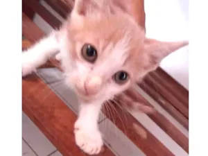 Gato raça Vira lata idade 2 a 6 meses nome Gato